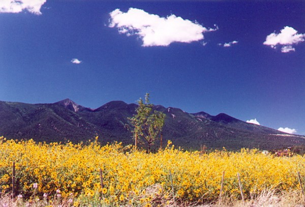 San Francisco Peaks in August