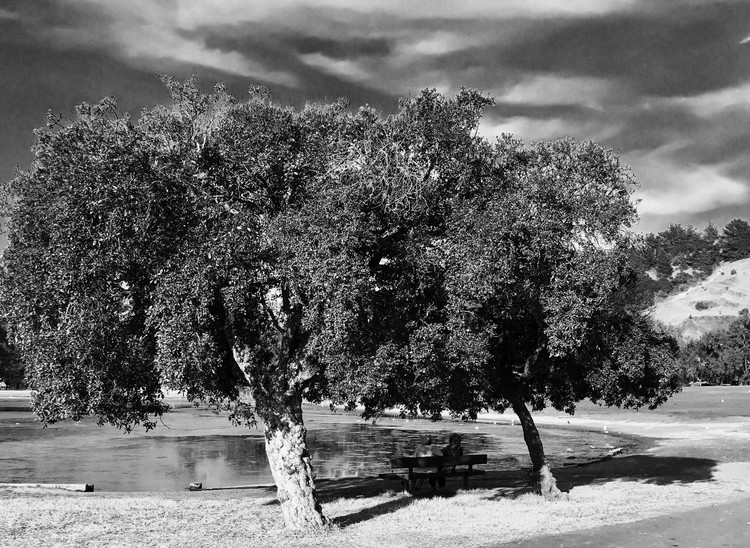 Ladies Under the Trees