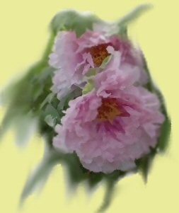 Peonies