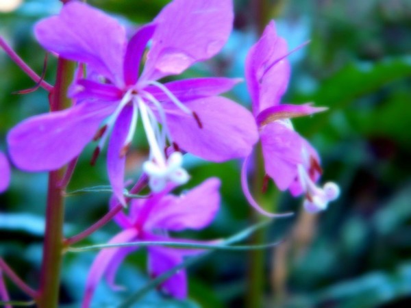 Purple Flower