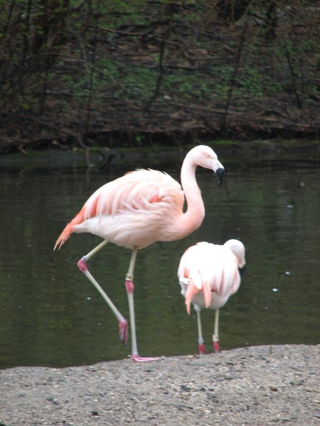 Beautiful Chilean flamingo