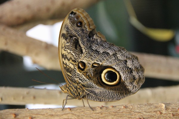 Owl Butterfly underside