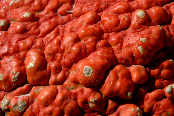 Pumpkin Acne