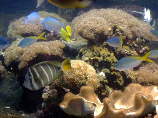 Deep Sea Life