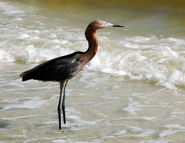 Reddish Egret