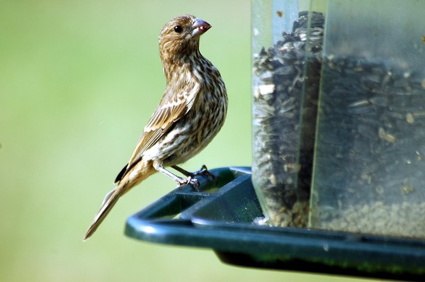 Sparrow
