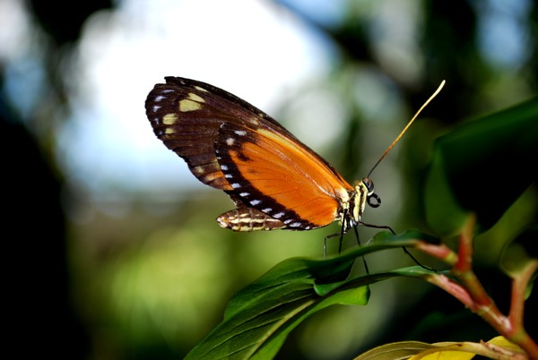 Prince of Orange