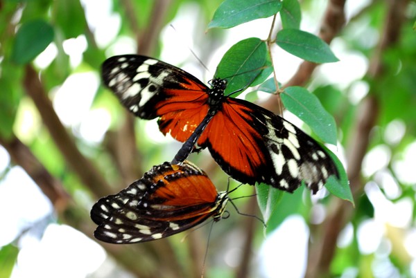 Butterfly Mating