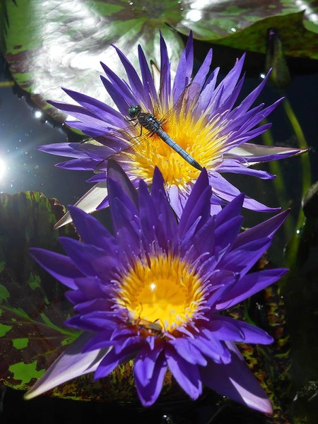Blue Aster waterlily and dragonfly