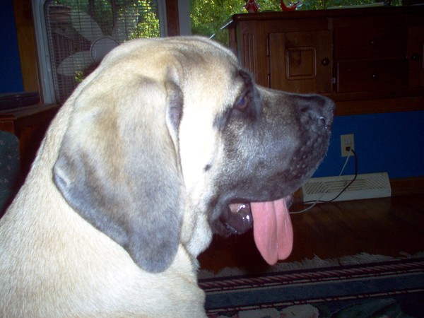 Dog Days Of Summer