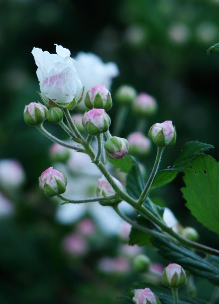 Blackberry Blooms