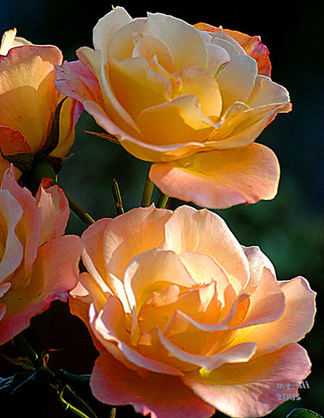 Soft Peach