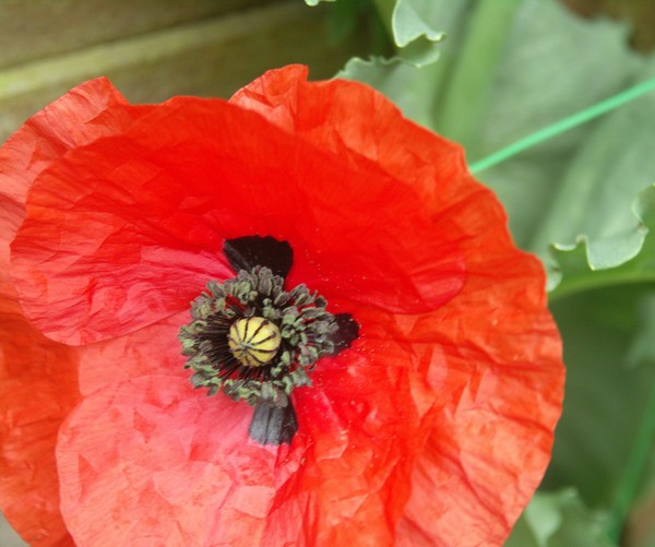 POPPY HEART SEEDS