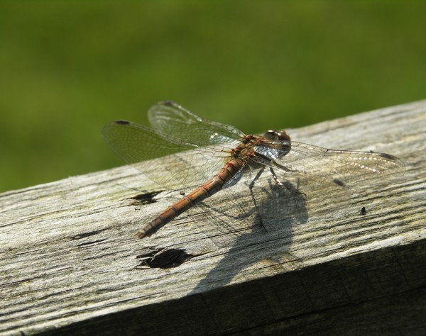 Dragon Fly series2