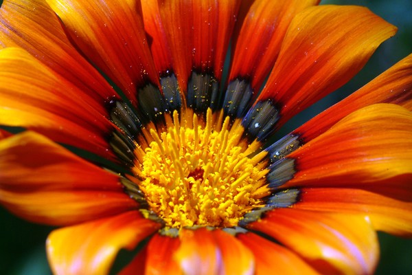 Pollen