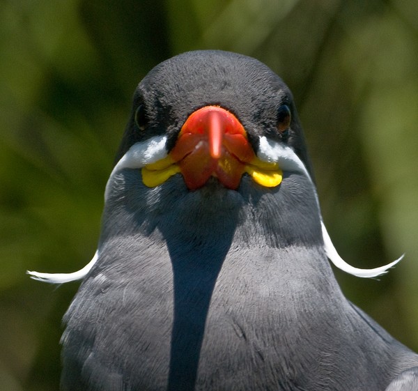 Moustash