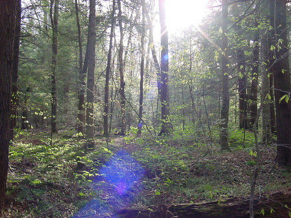 Adirondack Sun Beams