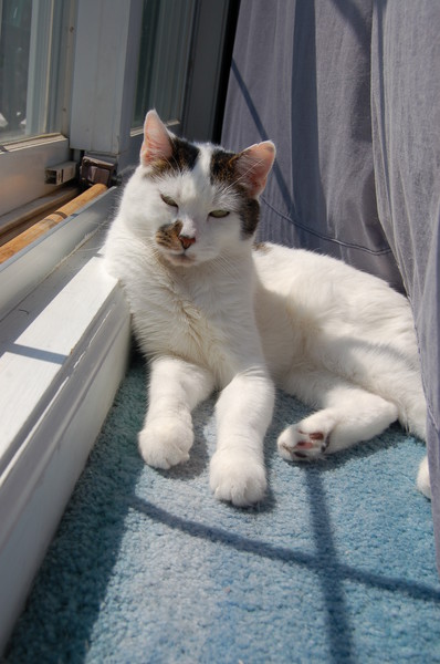 Fender Sunning Himself