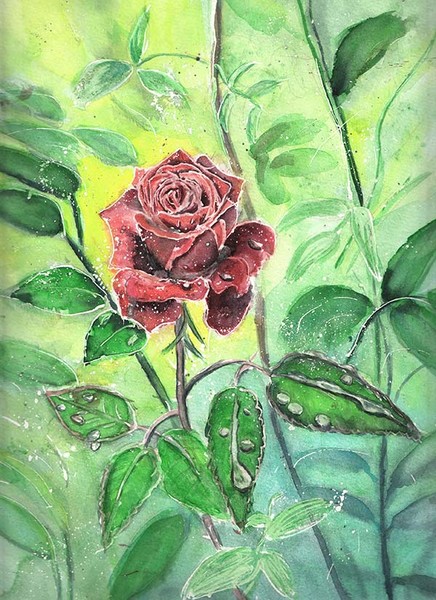 Raindrops on rose
