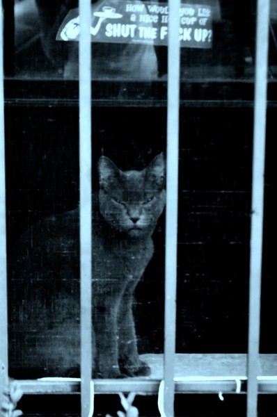 Cat 2
