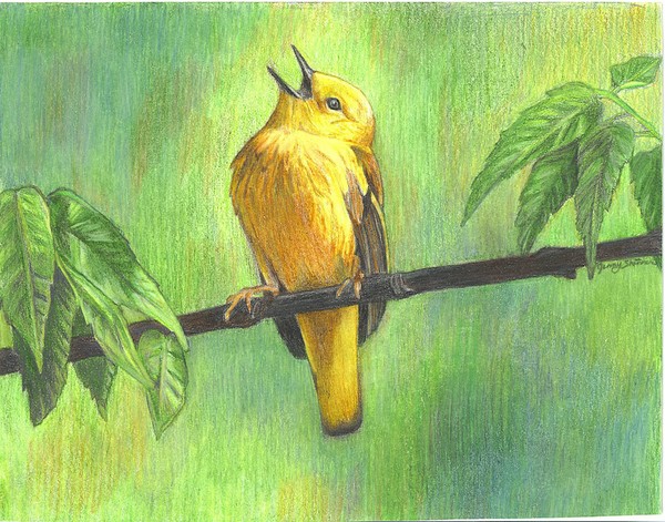 Song Bird