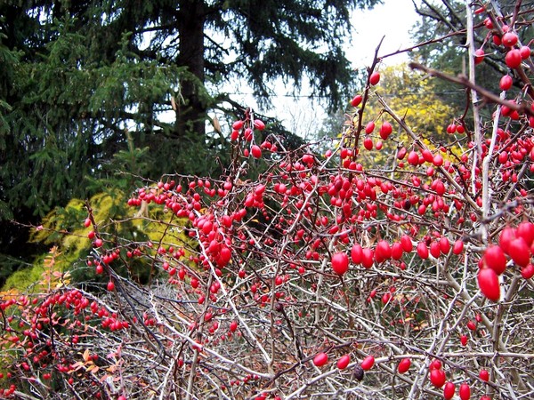 Colors of Autumn