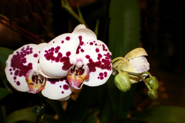White Orchid