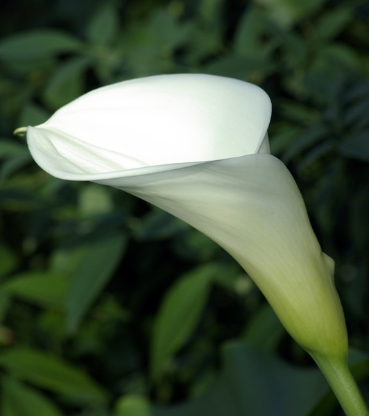 Lilly,2 