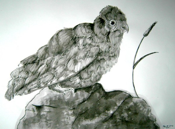 .Chicken Hawk.