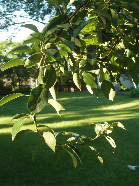 Pear Branch
