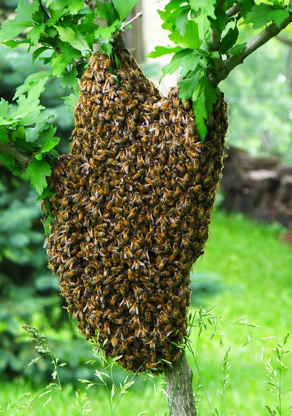 Bee swarm