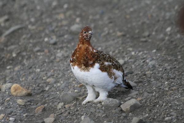 Turning Ptarmigan