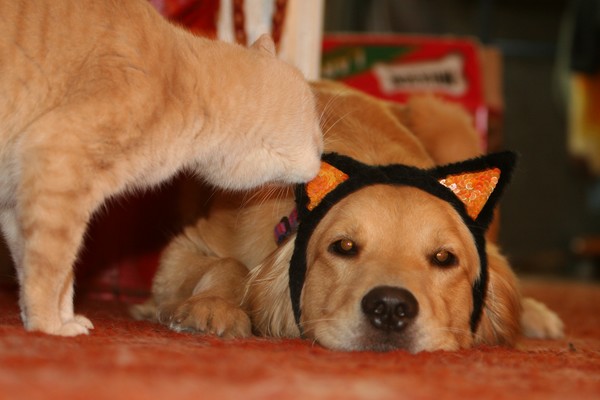 Honest, I'm a Cat
