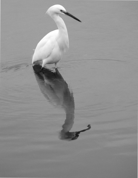 Egret in Reflection black and white