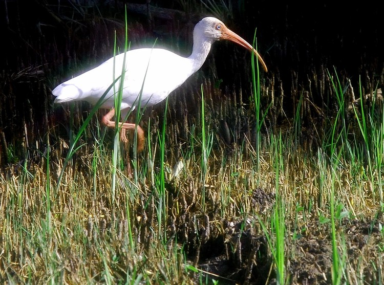 Ibis in the muck