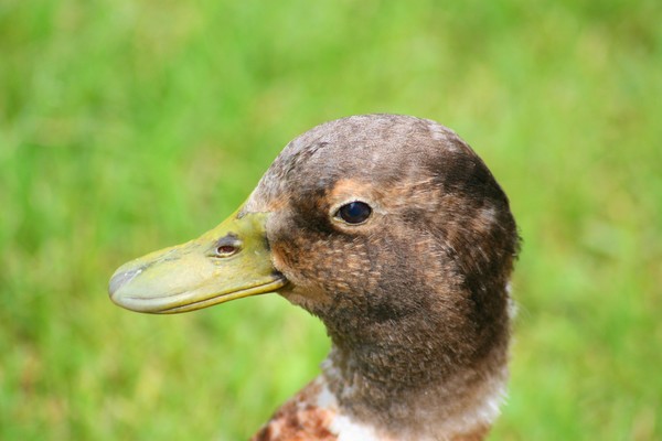 Duck Head