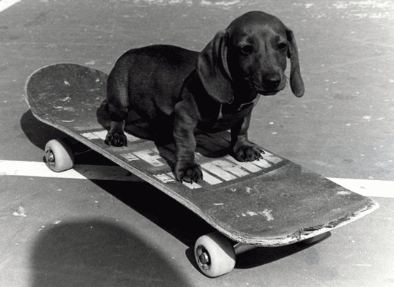 weiner puppy