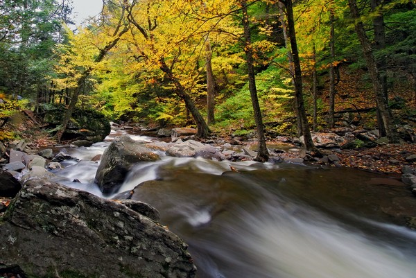 Autumn Flow