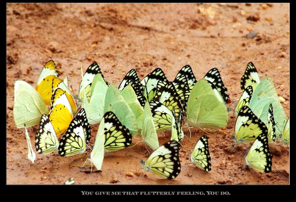 Make me Flutter
