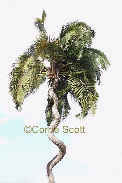 Showgirl by Corrie Scott