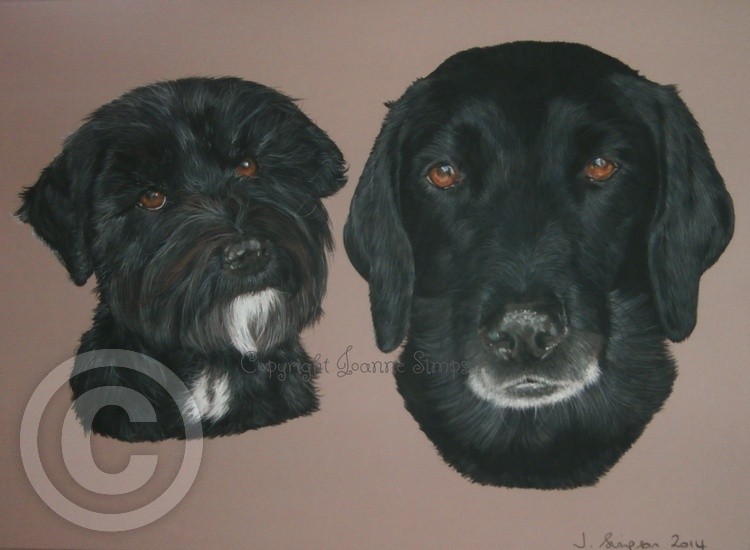Coco a Tibetan Terrier and Bolly a Labrador