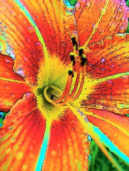 Lily Close Up