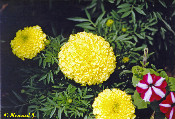 Mums The Word!!!