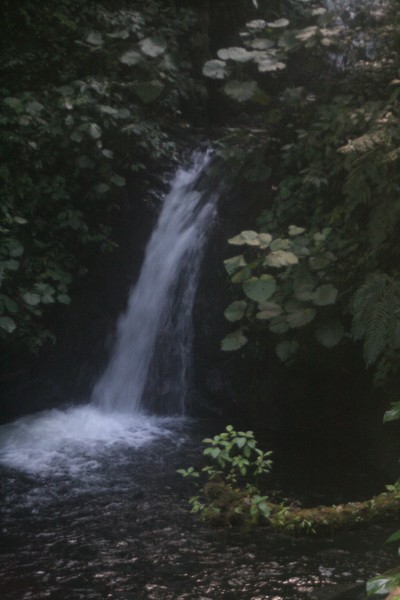 Waterfalls in the Cloud Forest