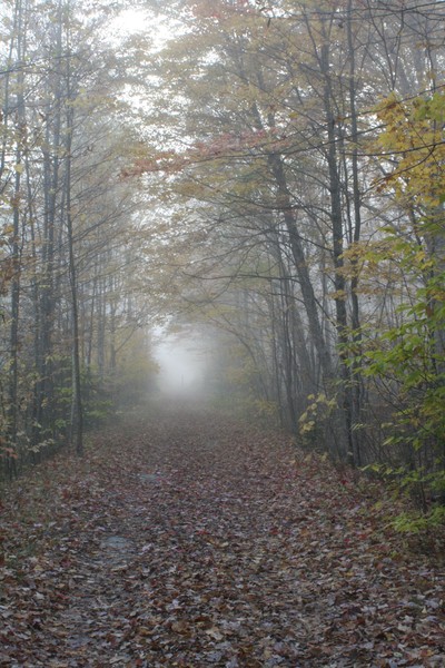 Fog Bound in the Forest