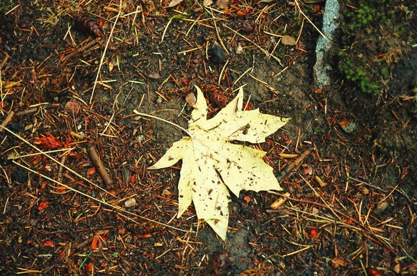 Leaf