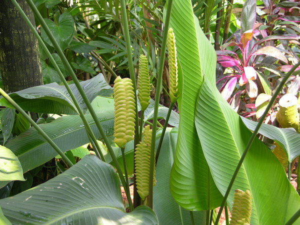 Shades of Green