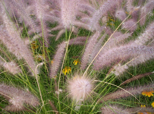 Close up of a Fuzzy Plant