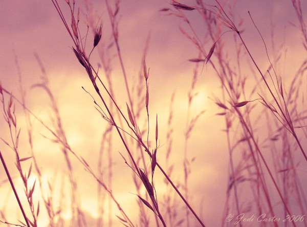 Sweet Skies