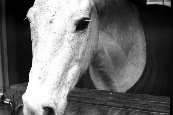 stables